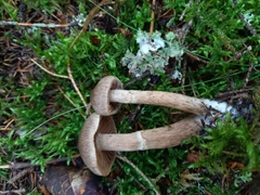 Cortinarius brunneus