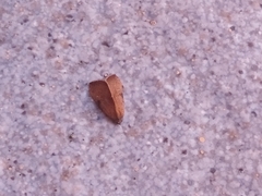 Galgula