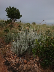 Berkheya carlinopsis magalismontana