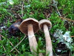 Cortinarius brunneus