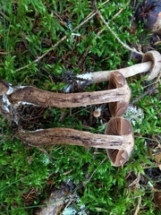 Cortinarius brunneus