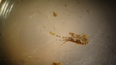 Ischyrocerinae