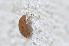 Sciocoris sulcatus