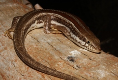 Trachylepis occidentalis