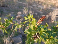 Anisomeria littoralis