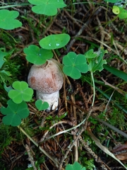 Cortinarius laniger