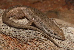 Trachylepis variegata