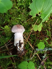 Cortinarius laniger