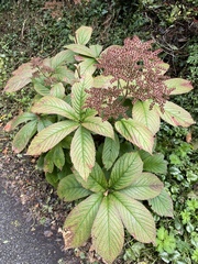 Rodgersia