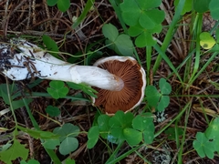 Cortinarius laniger