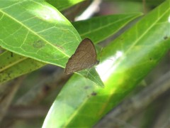 Hermeuptychia gisella