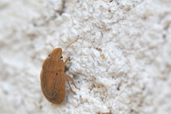 Sciocoris sulcatus