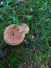 Cortinarius laniger