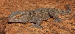 Chondrodactylus bibronii