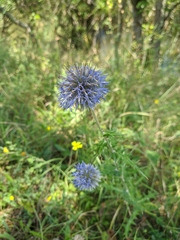 Echinops armatus