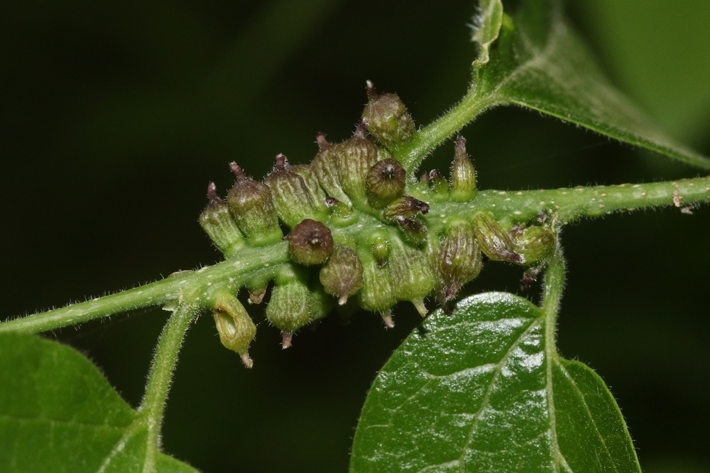 Hackberry Columnar Stem Gall Midge