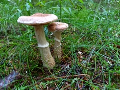 Cortinarius laniger