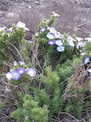 Nolana coelestis