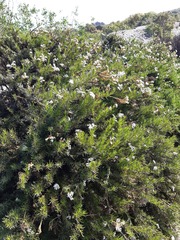 Heliotropium stenophyllum