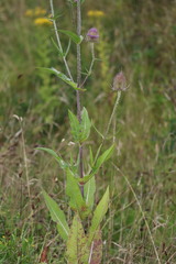 Dipsacus fullonum