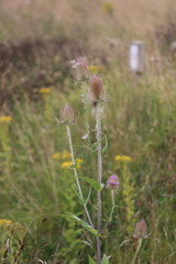 Dipsacus fullonum