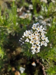 Heliotropium stenophyllum