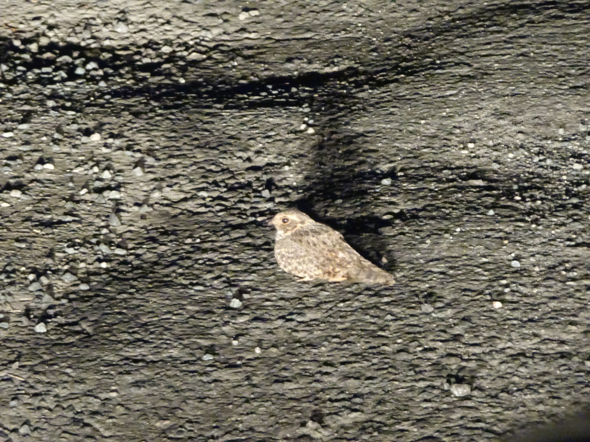 Savanna Nightjar (Caprimulgus affinis)