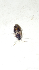 Diniella