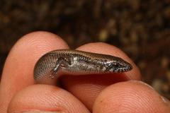 Panaspis
