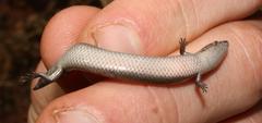 Panaspis