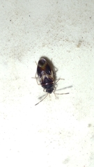 Diniella