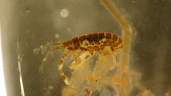 Ischyrocerinae