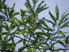 Gleditsia caspia