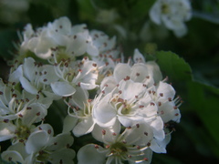 Crataegus pentagyna