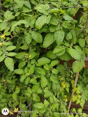 Solanum pimpinellifolium