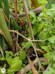 Solanum pimpinellifolium