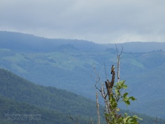 Microhierax caerulescens