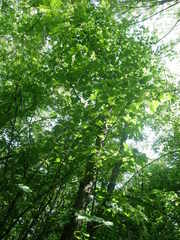 Acer velutinum