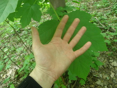 Acer velutinum