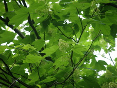 Acer velutinum