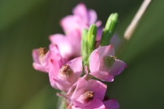 Lamprotis