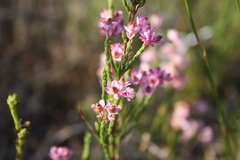 Lamprotis