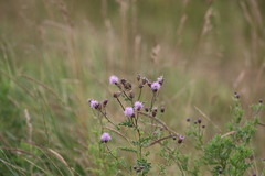 Cirsium arvense