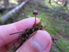 Mycena picta