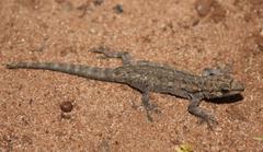 Lygodactylus chobiensis