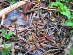 Mycena picta