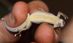 Lygodactylus chobiensis