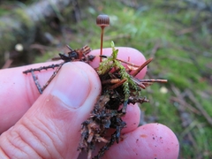 Mycena picta