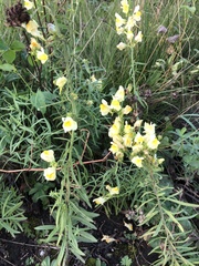 Linaria vulgaris