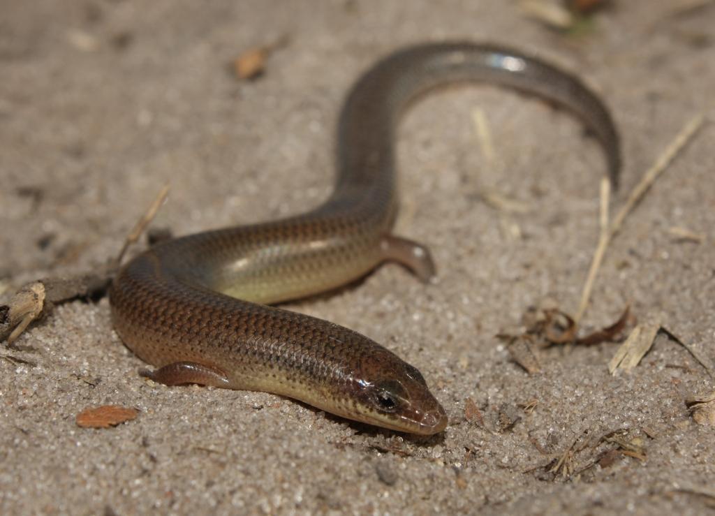 Sundevall's Writhing Skink